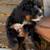 beautiful Bernedoodle puppies 1 thumbnail