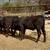 3 Brangus heifers GENTLE 3 thumbnail