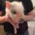 Potbelly piglets. 4 thumbnail