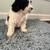 Schnoodle pups 5 thumbnail