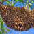 Honeybees Swarm removal. wild honeybees 1 thumbnail