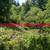 Brush Cleaning, tree pruning, tree removal 16 thumbnail