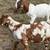 Boer goat bucks 2 thumbnail