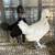 Silkie, Polish & Polkie Chicks 1 thumbnail