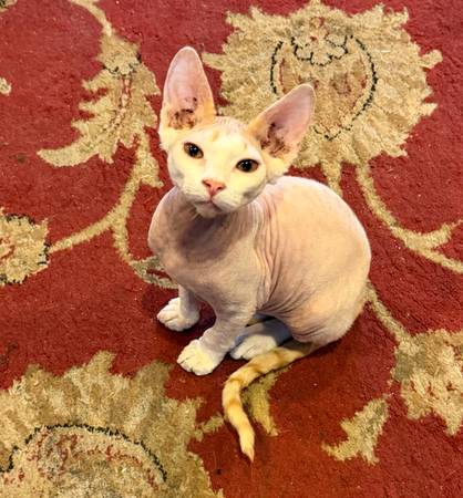Sphynx 1