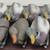 Duck Decoys (One Dozen) 3 thumbnail
