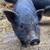 Downsizing: Kune/PB cross pigs and puppies 7 thumbnail