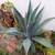Succulents (Low Prices, Many Varieties) 12 thumbnail