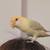 Love bird 1 thumbnail