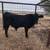 Young Black Angus/Brangus Bulls 7 thumbnail