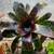 Bromeliads - cold hardy tropical plants 10 thumbnail