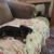 All 4 dogs went to good homes  thank you 4 thumbnail