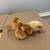 Chicks 1 thumbnail