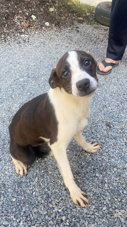 Dos perros buscan nuevas familias después de perder a su dueño (Wexford)63882278807427122