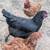 Chickens hens color 2 thumbnail
