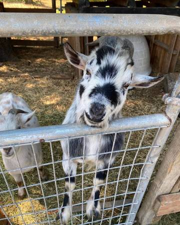 Rehoming Chickens, Roosters, Goats (Monroe)63885717318273122