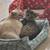 3 cute cats looking for a new warm home 5 thumbnail