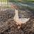 Sebastopol Goslings (Geese Babies) 3 Females each 7 thumbnail