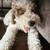 puppy 3 thumbnail