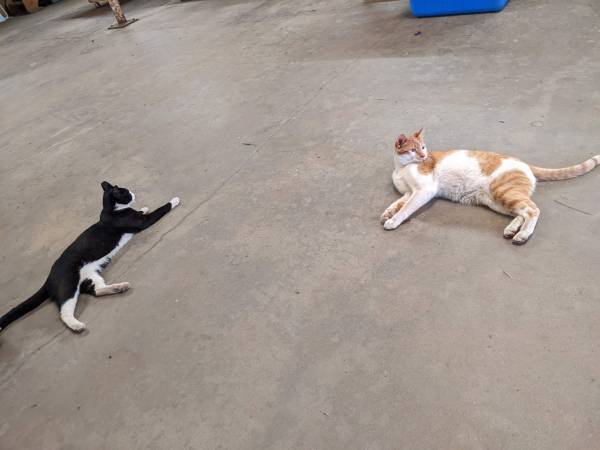 SE BUSCA HOGAR. Gato macho castrado de 2 años. PARA EXTERIORES (Half Moon Bay)63852312308355123