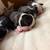 Boston terriers 2 thumbnail