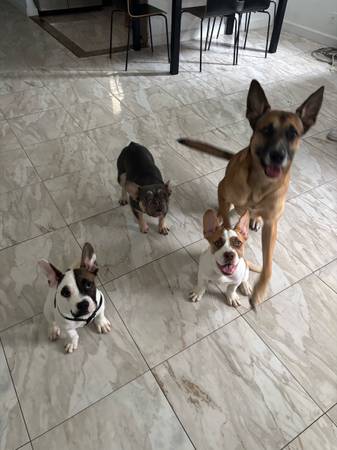 Puppy to good home ! (Port Saint Lucie)64308033349635122