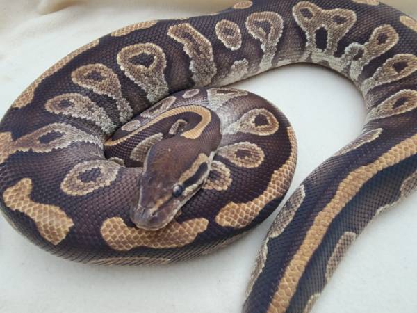 Ball Pythons For Adoption (South Easton Ma)63700641414145120