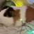 Re-homing Female Guinea Pigs 1 thumbnail