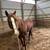 AQHA Gelding 6 thumbnail