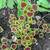 COLEUS HOUSEPLANT-Beautiful Colour All Year Long-Just $5 7 thumbnail