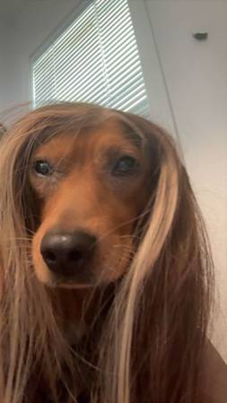 ¡Perdido, por favor ayúdenme! (Glendale)63967144532355120