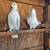 Iranian High Flyer Pigeons for Sale 4 thumbnail