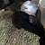 Bunnies 5 thumbnail