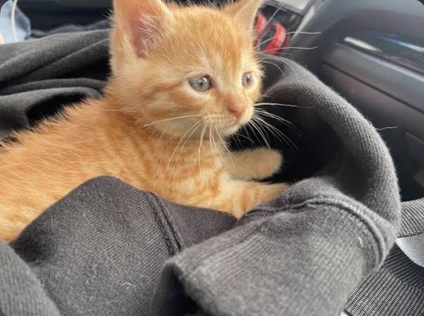 Adorable ginger boys kittens63859314001537120