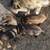 Kune Kune Pigs 2 thumbnail
