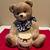 VINTAGE CCA International CSC Kitchen Cookie Jar Teddy Bear in Honey Pot 12x10x9 1 thumbnail