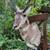 Vintage taxidermy Pronghorn Antelope shoulder mount by a local artist 1 thumbnail