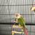 Conure - Proven Pair Rehoming 3 thumbnail