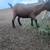 Nigerian Dwarf Goats 3 thumbnail