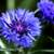 Blue Bachelor Button Seeds 2 thumbnail