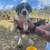 Border/Aussies 1 thumbnail