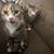 Tabby kittens 5 thumbnail