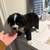 Mini australian puppy 8 thumbnail