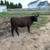 Angus/Devon Cross Cow Calf 3 thumbnail