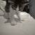 Rehoming 3 kittens 6 thumbnail