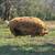 Kunekune piglets 5 thumbnail