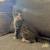 kitten 1 thumbnail