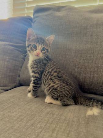 kitten 1