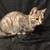 Sweet kittens in need of homes due to care of handicap family member 7 thumbnail