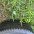 1996 Dodge 1500 Tires and Rims 5 thumbnail